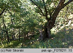 Quercus pubescens (dąb omszony)