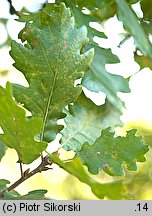 Quercus pubescens (dąb omszony)