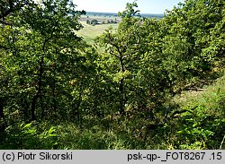 Quercus pubescens (dąb omszony)