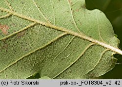 Quercus pubescens (dąb omszony)