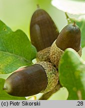 Quercus pubescens (dąb omszony)