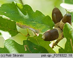 Quercus pubescens (dąb omszony)