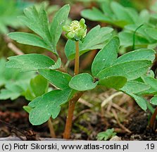 Adoxa moschatellina (piżmaczek wiosenny)