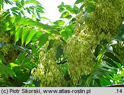 Ailanthus altissima (bożodrzew gruczołowaty)