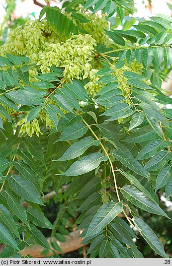 Ailanthus altissima (bożodrzew gruczołowaty)