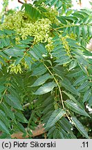 Ailanthus altissima (bożodrzew gruczołowaty)