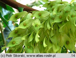 Ailanthus altissima (bożodrzew gruczołowaty)