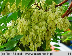 Ailanthus altissima (bożodrzew gruczołowaty)