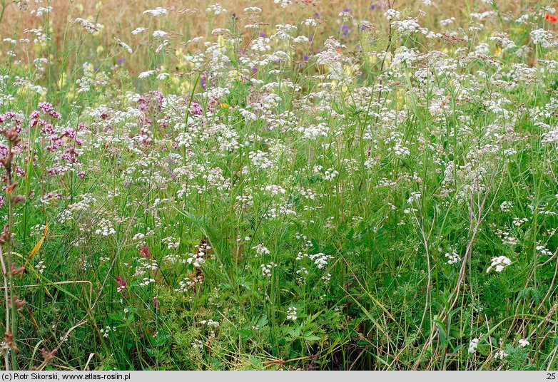 Alliario-Chaerophylletum temuleti