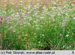 Alliario-Chaerophylletum temuleti