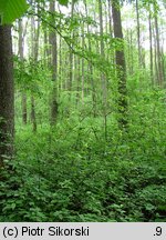 Alno-Padion
