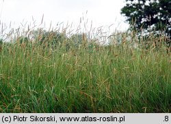 Alopecuretum pratensis