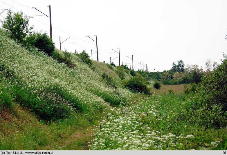 Anthriscetum sylvestris