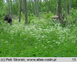 Anthriscetum sylvestris