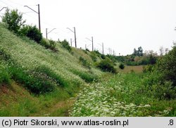 Anthriscetum sylvestris