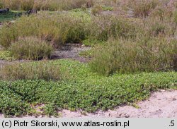 Arctostaphylo-Callunetum