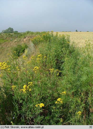 Artemisio-Tanacetetum vulgaris