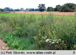 Artemisio-Tanacetetum vulgaris