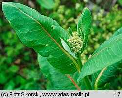 Asclepias syriaca (trojeść amerykańska)