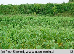 Asclepias syriaca (trojeść amerykańska)