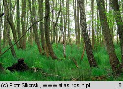 Vaccinio uliginosi-Betuletum pubescentis