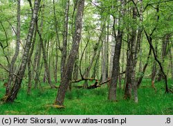 Vaccinio uliginosi-Betuletum pubescentis