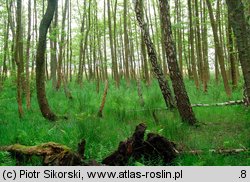 Vaccinio uliginosi-Betuletum pubescentis