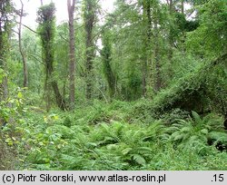 Betulo pendulae-Quercetum roboris