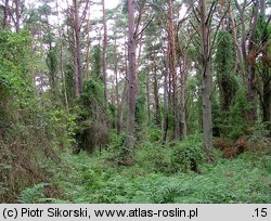 Betulo pendulae-Quercetum roboris