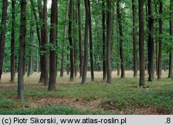 Calamagrostio arundinaceae-Quercetum petraeae