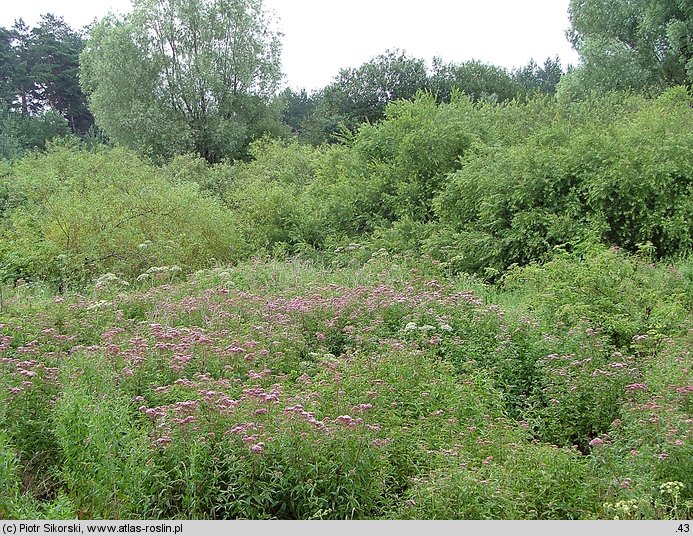 Calystegio-Eupatorietum