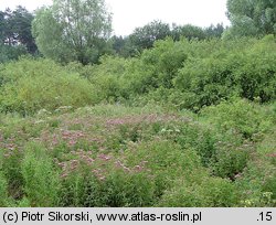 Calystegio-Eupatorietum