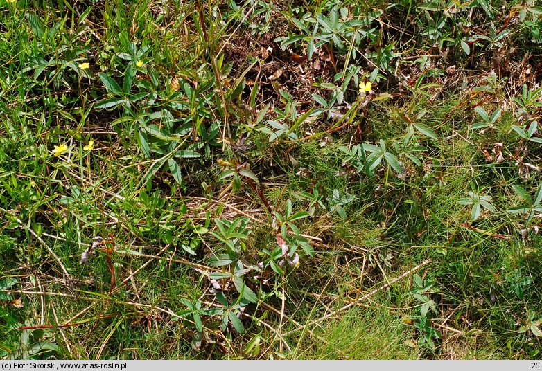 Carici canescentis-Agrostietum caninae