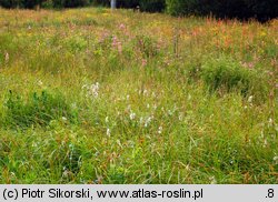 Carici canescentis-Agrostietum caninae