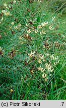 Chamacytisus albus