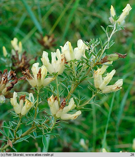 Chamacytisus albus