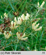 Chamacytisus albus