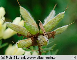 Chamacytisus albus