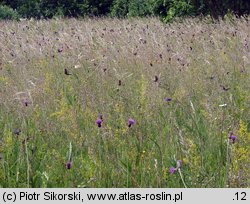 Cirsietum rivularis