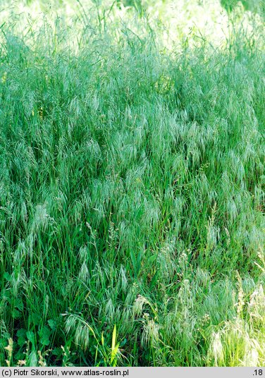 Corispermo-Brometum tectorum