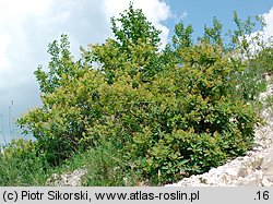 Cotinus coggygria (perukowiec podolski)