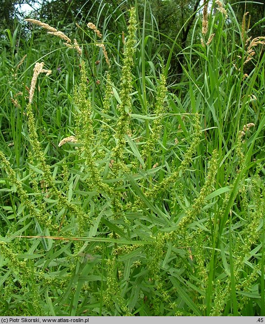 Rumex palustris (szczaw błotny)