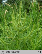 Rumex palustris (szczaw błotny)