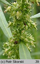 Rumex palustris (szczaw błotny)