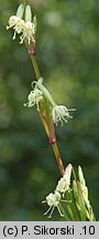 Silene tatarica (lepnica tatarska)