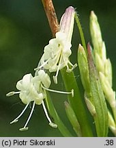 Silene tatarica (lepnica tatarska)