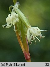 Silene tatarica (lepnica tatarska)