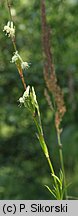 Silene tatarica (lepnica tatarska)