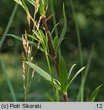 Silene tatarica (lepnica tatarska)