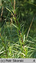 Silene tatarica (lepnica tatarska)